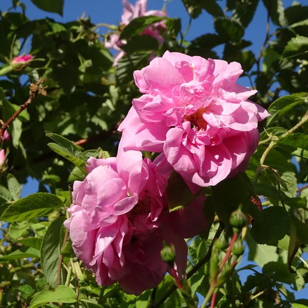 Photo of Rose (Rosa 'Kazanlik') uploaded by Orsola