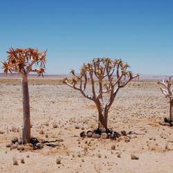 Location: Namibia on Highway 91 driving North 
Date: 2007-11-07
aka Köcher Bäume