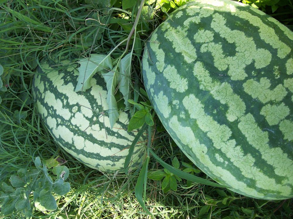 Photo of Watermelons (Citrullus lanatus) uploaded by farmerdill