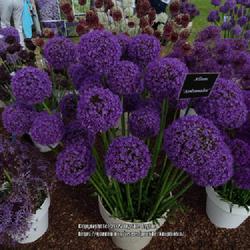 Location: RHS Harlow Carr, Yorkshire UK
Date: 2022-06-24
WS Wanmenhoven plant stand at the 2022 flower show