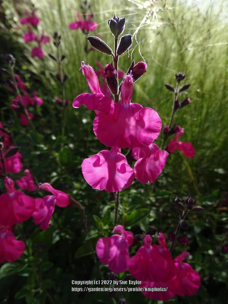 Photo of Baby Sage (Salvia microphylla 'Wild Watermelon') uploaded by kniphofia