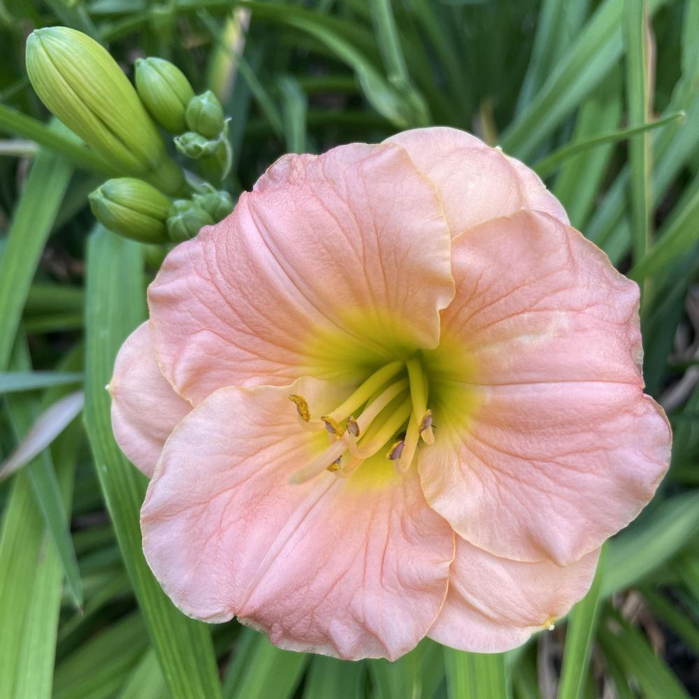 Photo of Daylily (Hemerocallis 'Pink Puff') uploaded by knooper