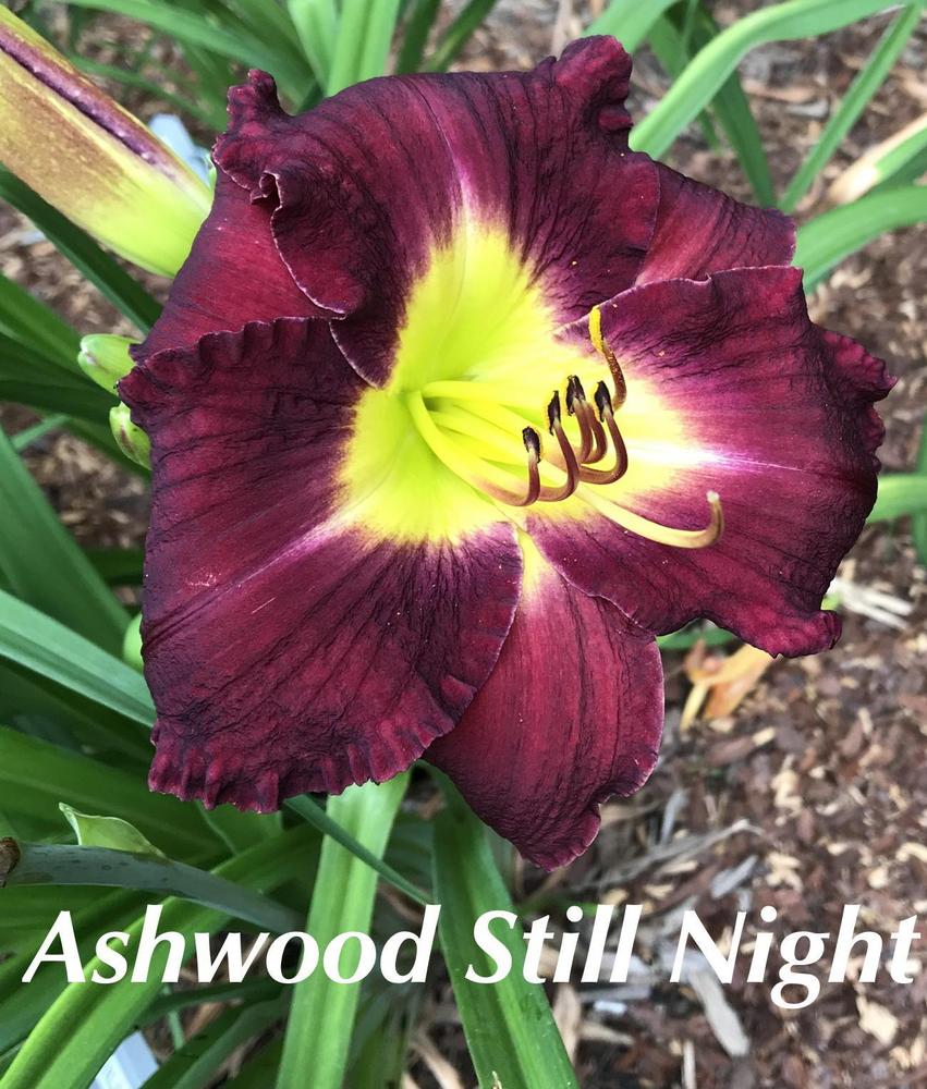 Photo of Daylily (Hemerocallis 'Ashwood Still Night') uploaded by nancyindg