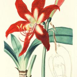 
Date: c. 1815
illustration [as Amaryllis rutila] by Syd. Edwards from 'The Bota