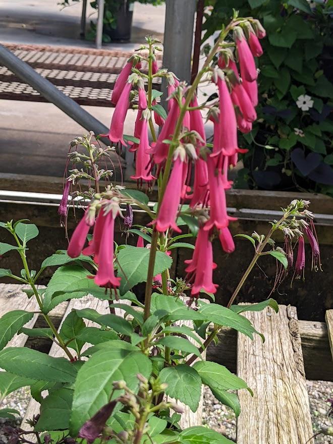 Photo of Cape Fuchsia (Phygelius CandyDrops™ Deep Rose) uploaded by Joy