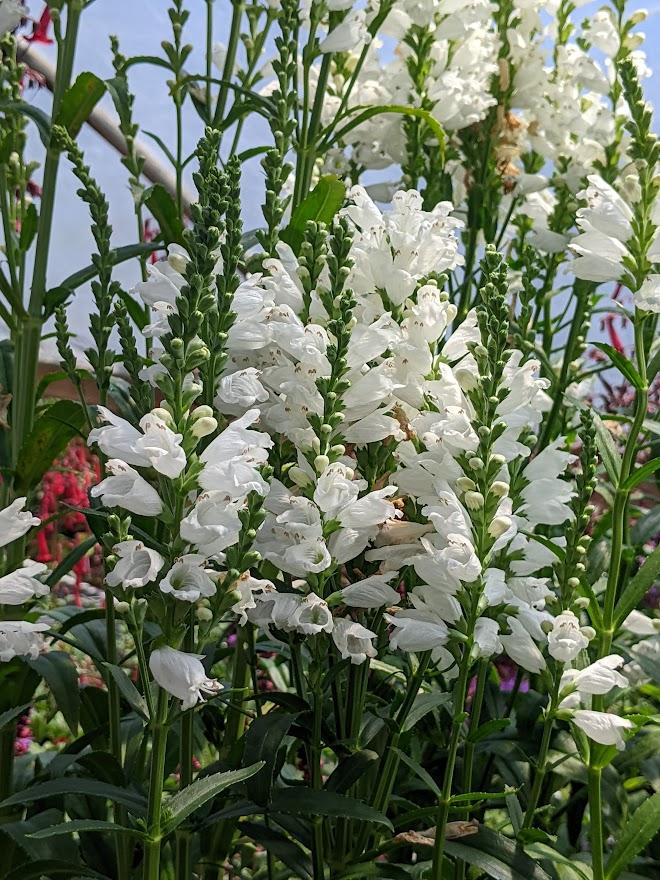 Photo of Obedient Plant (Physostegia virginiana 'Miss Manners') uploaded by Joy
