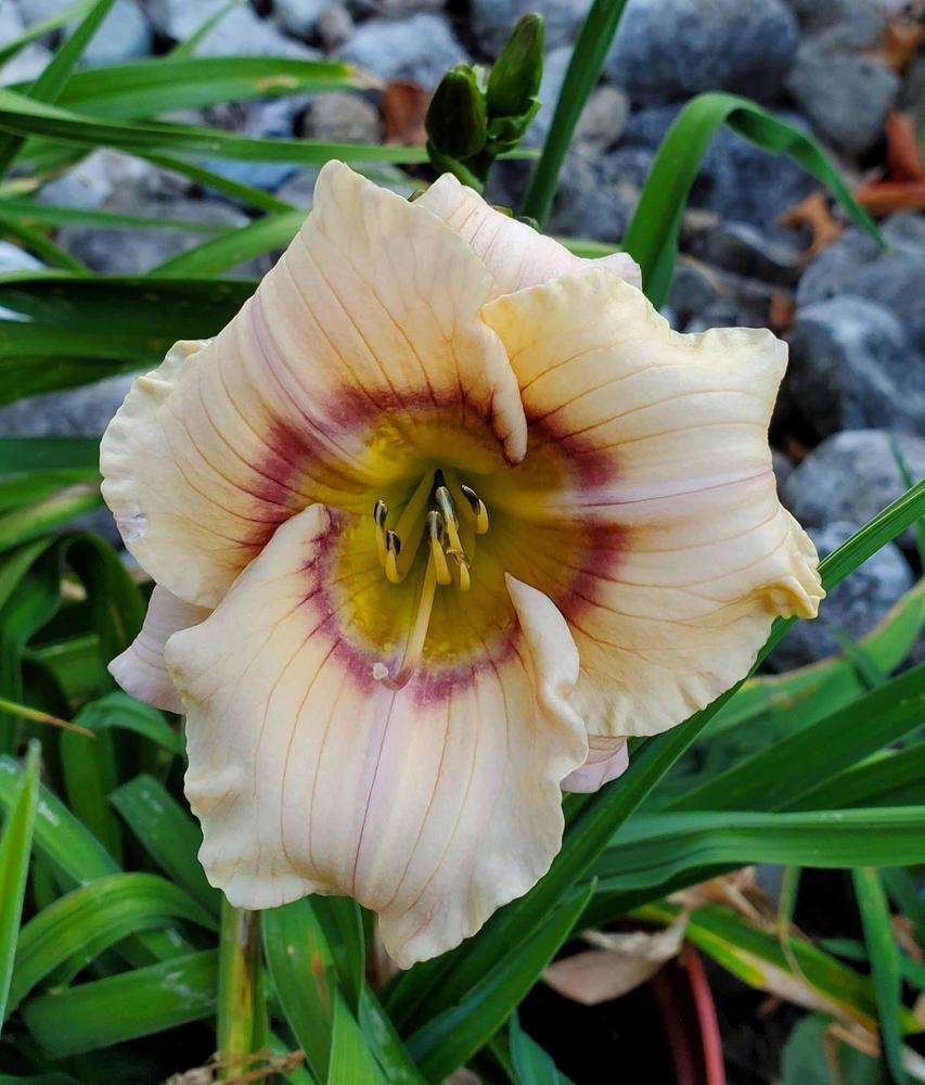 Photo of Daylily (Hemerocallis 'Sunkissed Dawn') uploaded by admmad