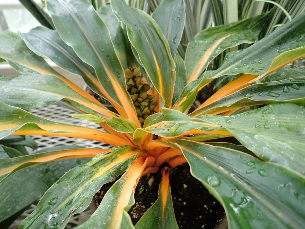 Photo of Sierra Leone Lily (Chlorophytum 'Fireflash') uploaded by gardengus