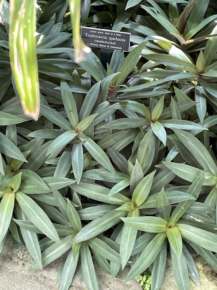Photo of Oyster Plant (Tradescantia spathacea) uploaded by jooshewa