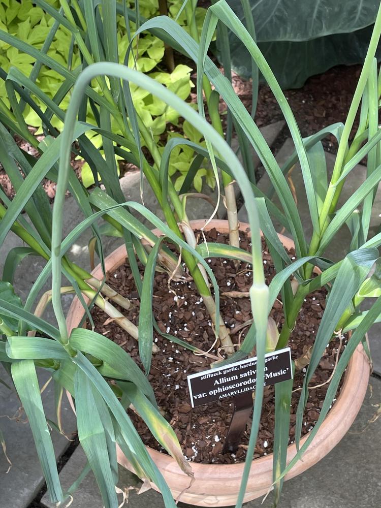 Photo of Garlic (Allium sativum) uploaded by jooshewa