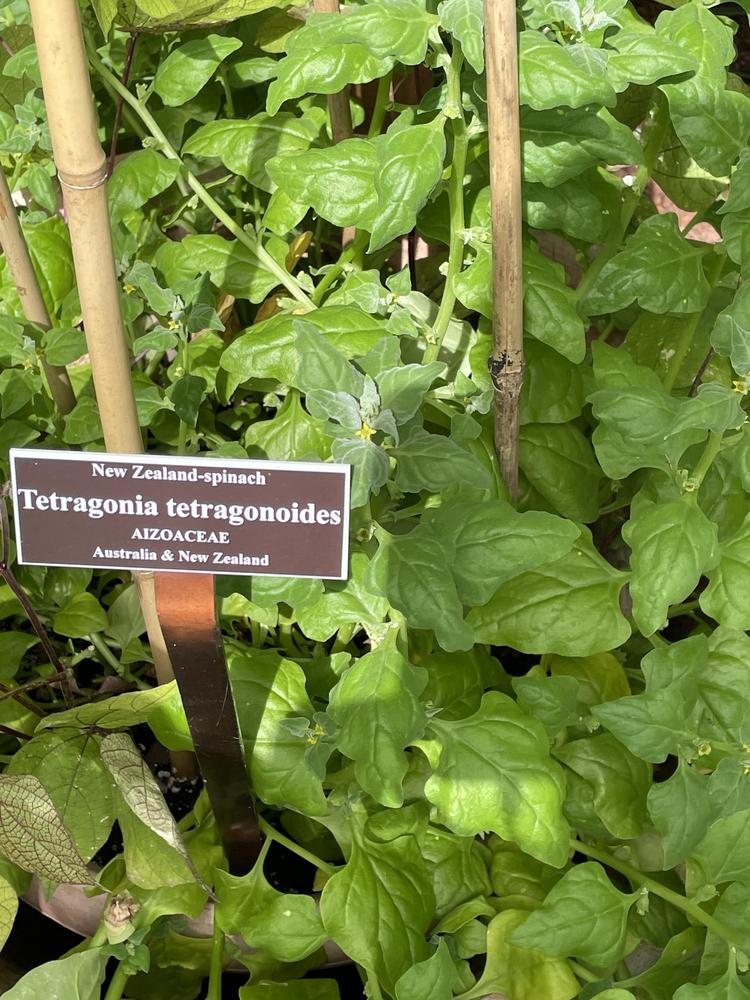 Photo of New Zealand Spinach (Tetragonia tetragonoides) uploaded by jooshewa