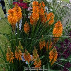 Location: RHS Harlow Carr, Yorkshire UK
Date: 2022-06-24
In a display pot at the flower show