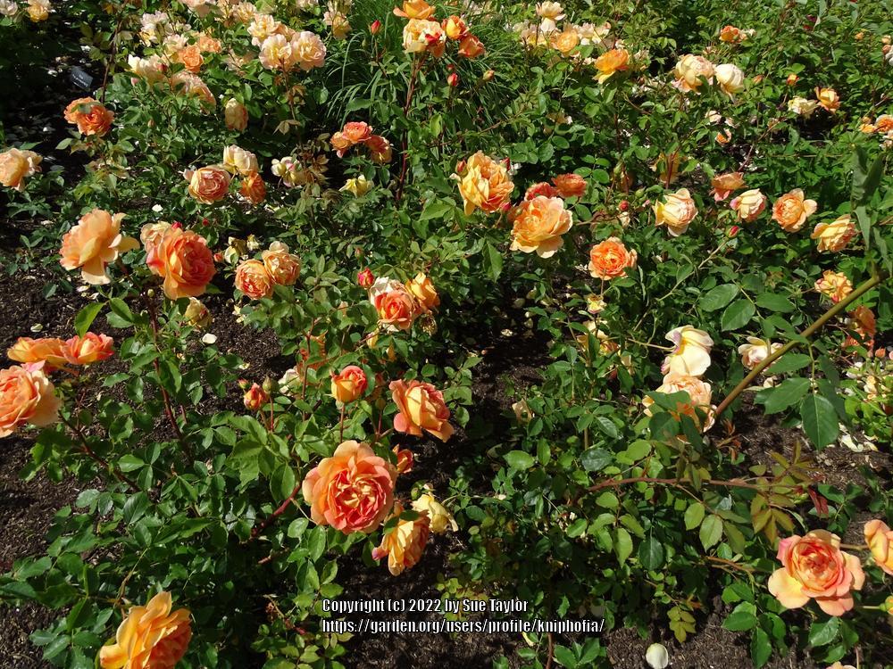 Photo of Rose (Rosa 'Port Sunlight') uploaded by kniphofia