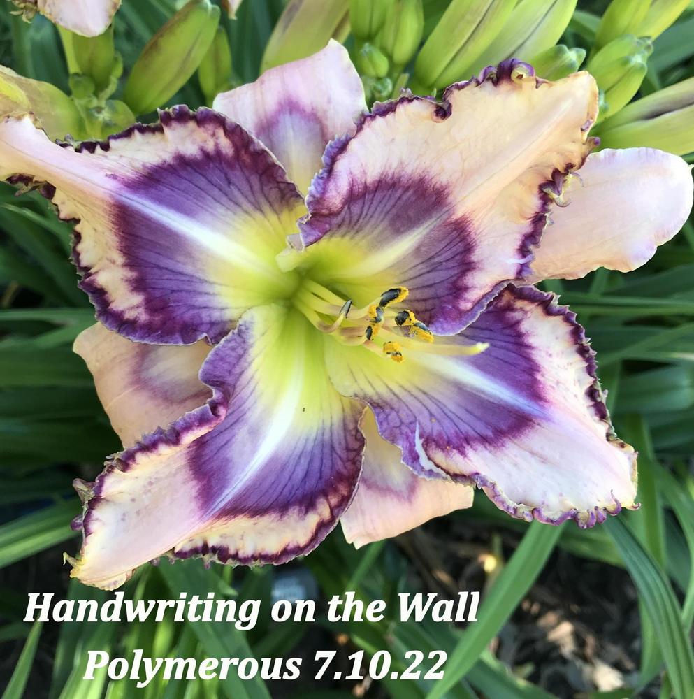 Photo of Daylily (Hemerocallis 'Handwriting on the Wall') uploaded by nancyindg
