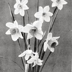 Location: The top 5 blooms are N. 'Seagull', N. 'Lady Margaret Boscawen' are the 3 blooms at center, and the bottom 2 flowers are N. 'Waterwitch' and N. 'Mountain Maid'.
Date: 1910
photo from 'Irish Gardening', 1910