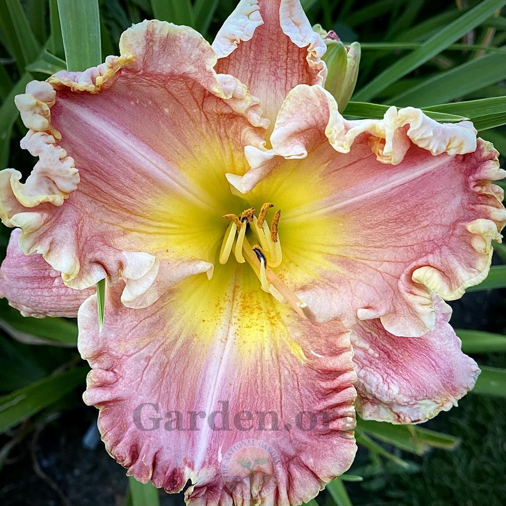 Photo of Daylily (Hemerocallis 'Barbie in Pink') uploaded by springcolor