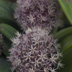 Location: Pennsylvania
Date: 2022-05-26
Allium karataviense
