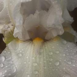 Location: Pennsylvania
Date: 2022-05-27
white bearded iris with raindrops