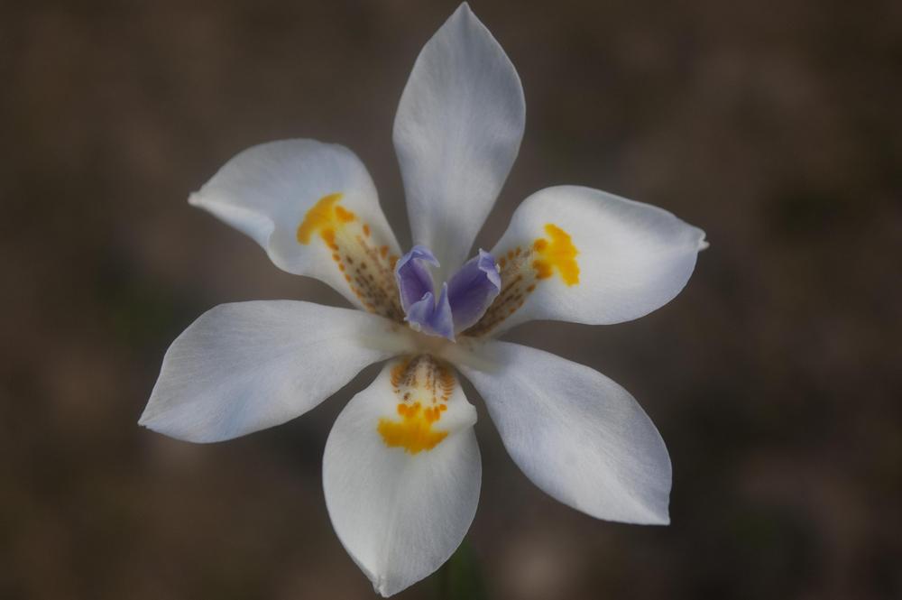 Photo of African iris (Dietes iridioides) uploaded by AudreyDee