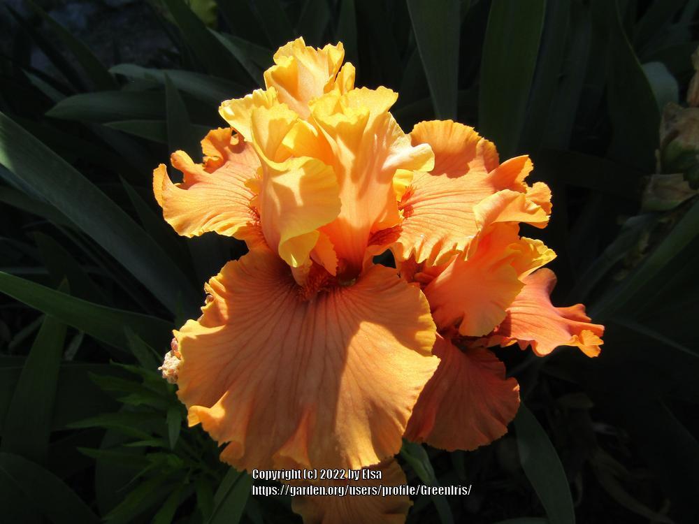 Photo of Tall Bearded Iris (Iris 'Caneel Sunset') uploaded by GreenIris