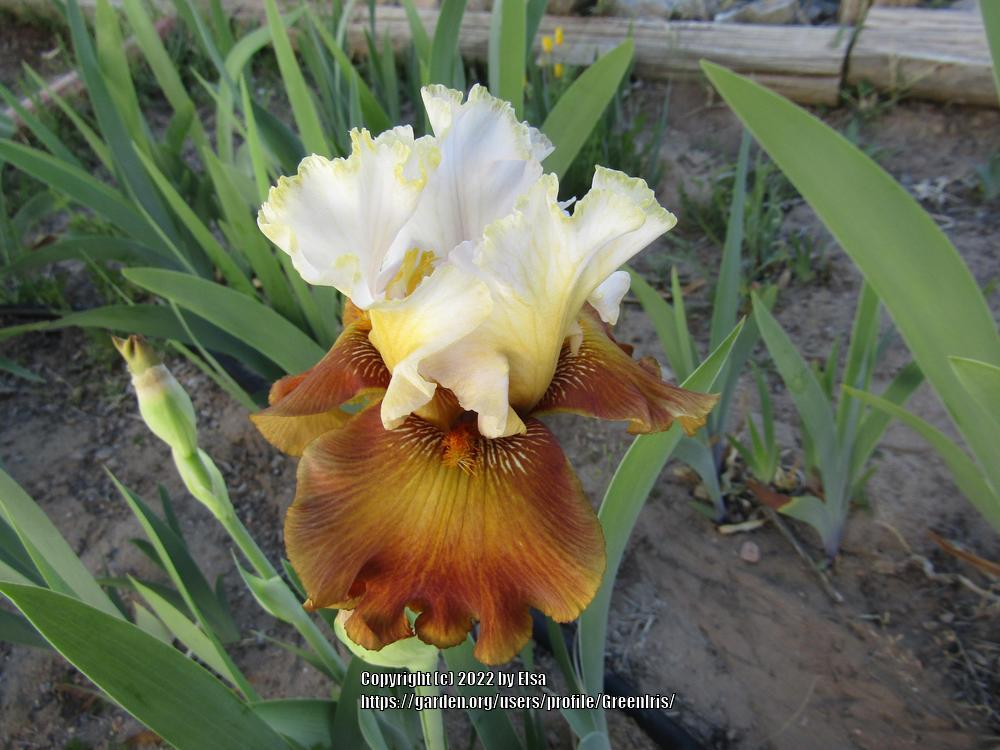 Photo of Tall Bearded Iris (Iris 'Milk in My Coffee') uploaded by GreenIris