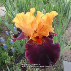 Location: Las Cruces, NM
Date: 2022-04-23
TB Iris Brilliant Disguise