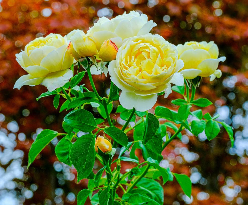 Photo of English Shrub Rose (Rosa 'Charlotte') uploaded by AnnKNCalif