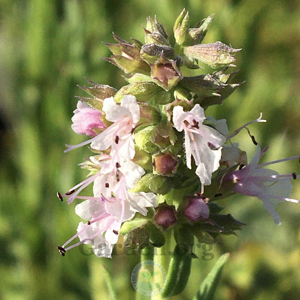 Photo of Hyssop (Hyssopus officinalis subsp. officinalis 'Roseus') uploaded by BlueOddish