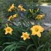 One of the best gold yellow daylilies on the market, blooms early