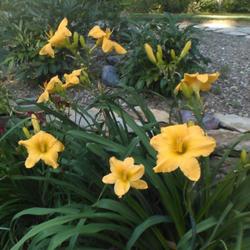 Location: Overland Park, KS
Date: 2022-06-29
One of the best gold yellow daylilies on the market, blooms early