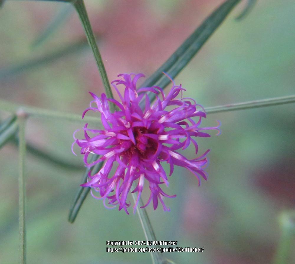 Photo of Narrow Leaf Ironweed (Vernonia angustifolia) uploaded by WebTucker