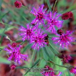 Location: Aberdeen, NC Pages Lake park
Date: July 11, 2022
Narrow leaf ironweed #269; RAB page 1047, 179-27-3. AG page 238, 