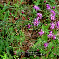 Location: Aberdeen, NC Pages Lake park
Date: July 11, 2022
Narrow leaf ironweed #269; RAB page 1047, 179-27-3. AG page 238, 