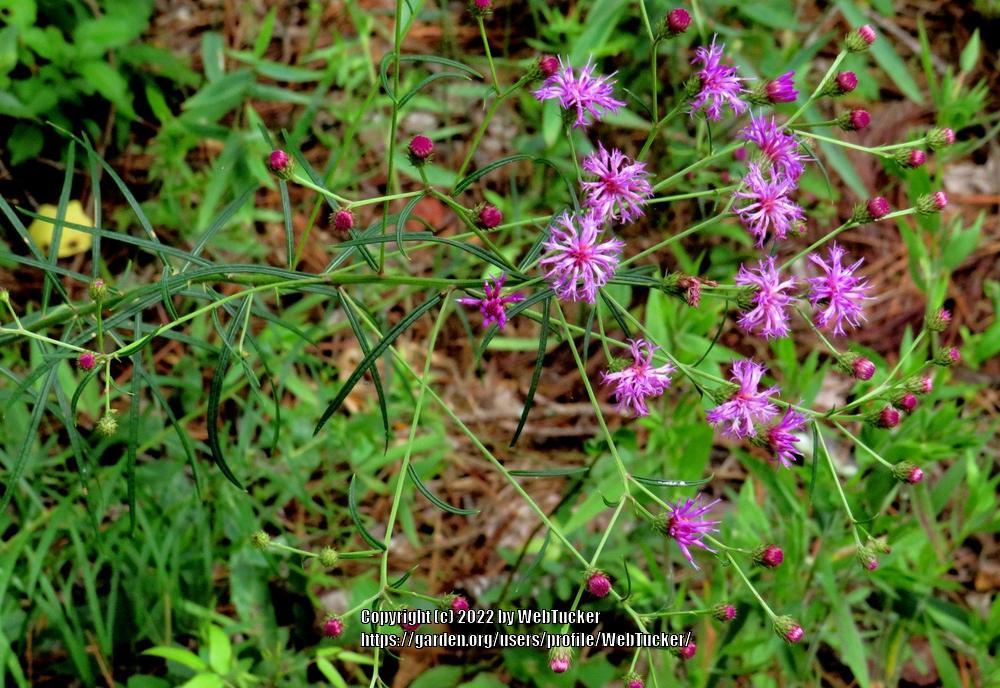 Photo of Narrow Leaf Ironweed (Vernonia angustifolia) uploaded by WebTucker