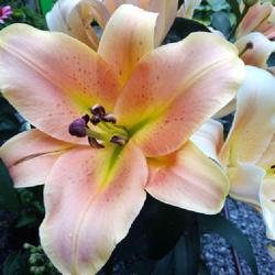 Location: Eagle Bay, New York
Date: 2022-07-11
Lily (Lilium 'Zelmira') in blooom