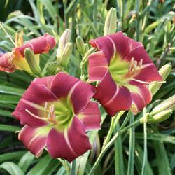 Location: home garden VA
Date: 2022-06-30
This bloom has a verytailored, finished look with recurved petals