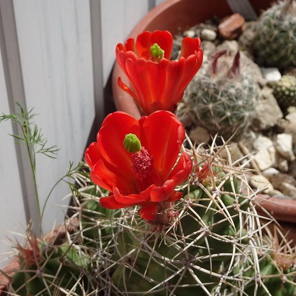Photo of Claretcup Cactus (Echinocereus triglochidiatus) uploaded by Orsola