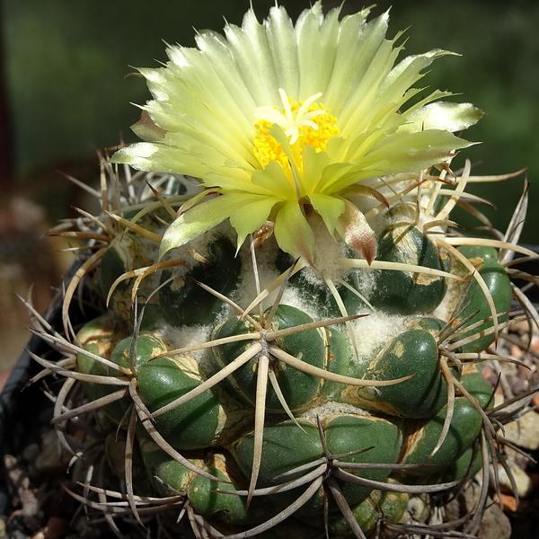 Photo of Pineapple Cactus (Coryphantha sulcata) uploaded by Orsola