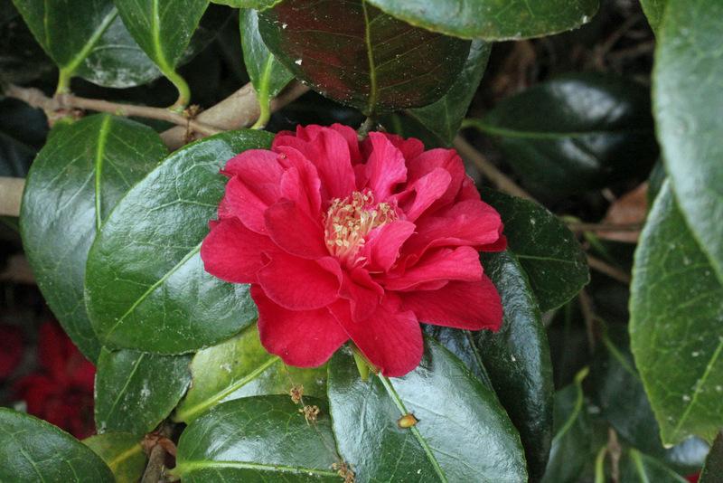Photo of Camellia 'Fire 'n Ice' uploaded by RuuddeBlock