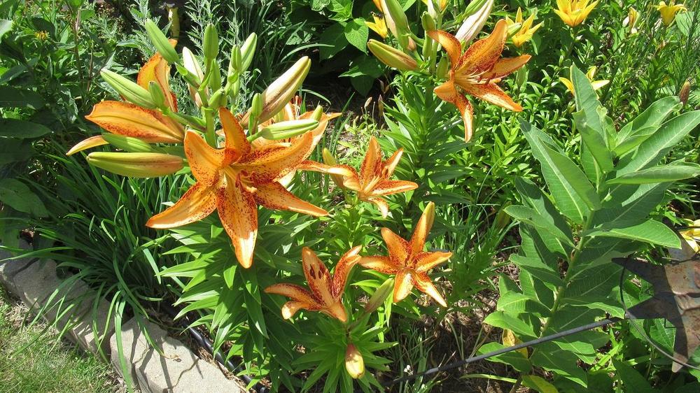 Photo of Lily (Lilium 'Kentucky') uploaded by gardenglassgems
