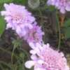 Dwarf Pincushion Flower (Scabiosa columbaria Flutter™ Rose Pink