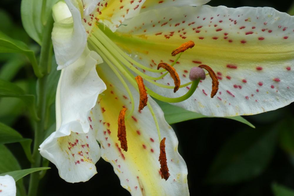 Photo of Lily (Lilium auratum var. platyphyllum) uploaded by LoriMT