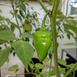 Location: My garden
Date: 2022-07-13
Slow-growing hot pepper. About 1 inch when Cayenne, Jalapeno, and