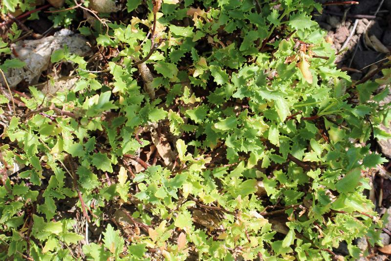 Photo of Poplar-Leaved Stonecrop (Hylotelephium populifolium) uploaded by RuuddeBlock