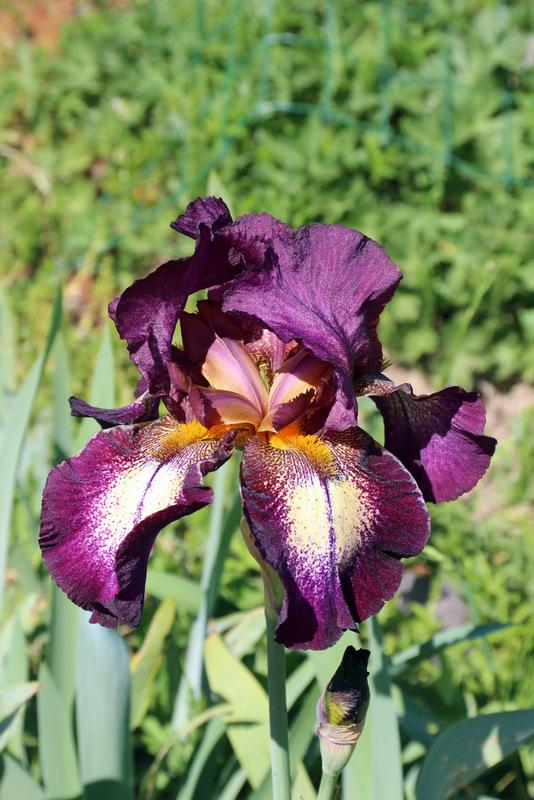 Photo of Tall Bearded Iris (Iris 'Coraband') uploaded by RuuddeBlock