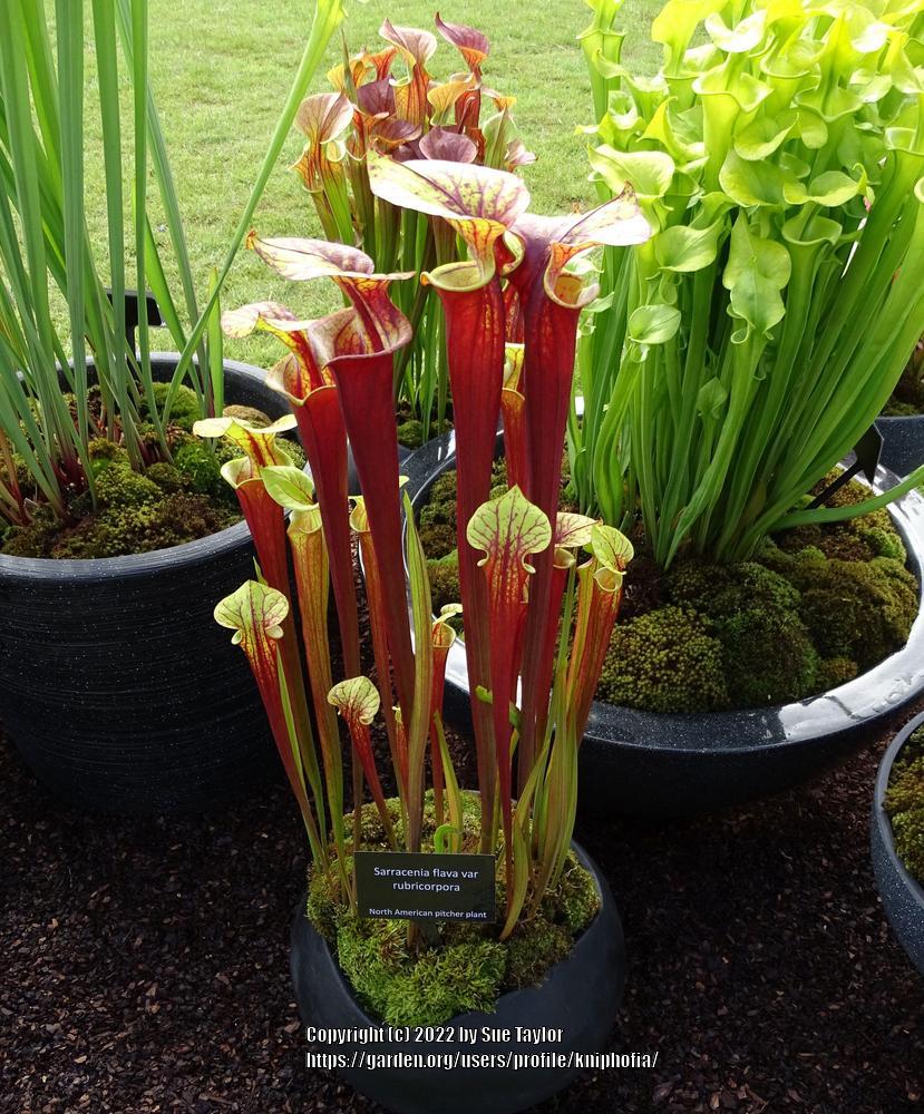 Photo of Pitcher Plant (Sarracenia flava) uploaded by kniphofia