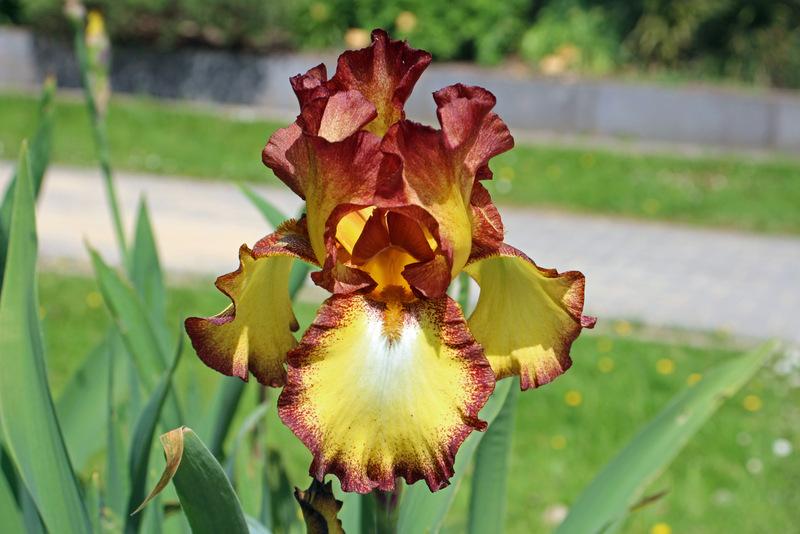 Photo of Tall Bearded Iris (Iris 'Showcase') uploaded by RuuddeBlock