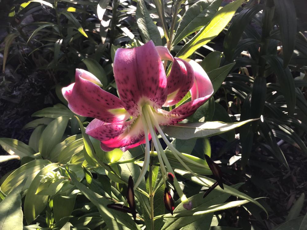 Photo of Lily (Lilium 'Black Beauty') uploaded by gardenfish