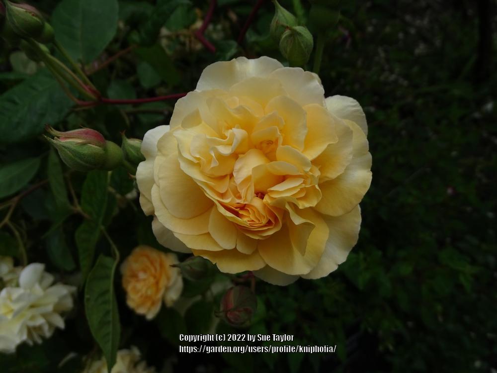 Photo of Hybrid Musk Rose (Rosa 'Buff Beauty') uploaded by kniphofia