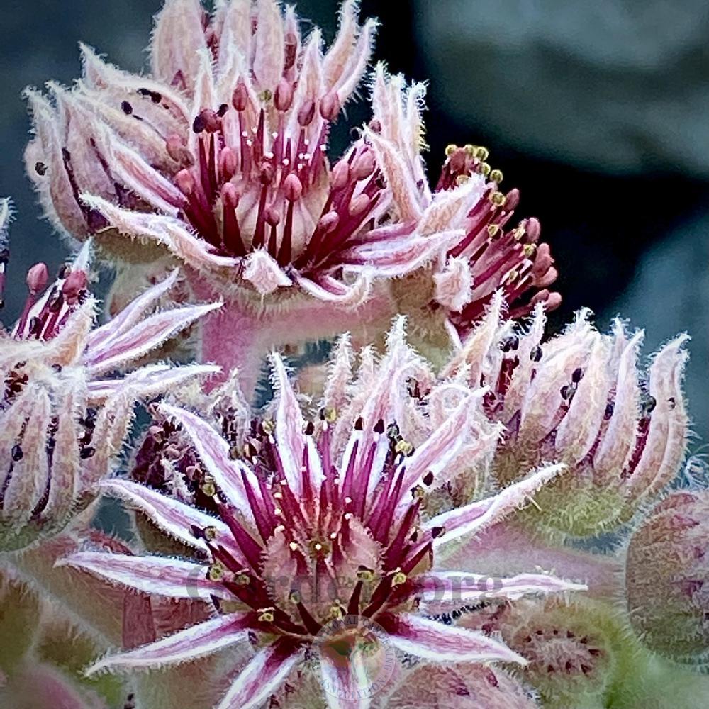 Photo of Hen and Chicks (Sempervivum 'Anka') uploaded by springcolor